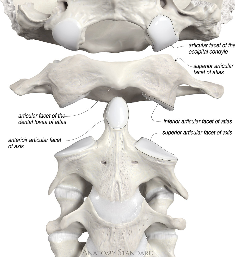 View of the atlanto-occipital joint which is part of the craniocervical junction. Related to occipital neuralgia.